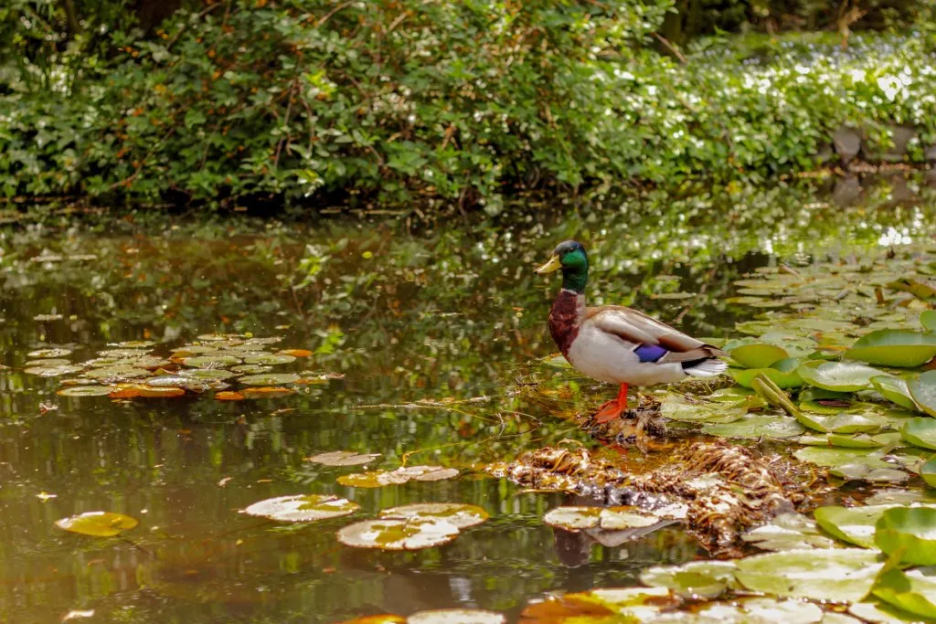 A mallard duck stands on a lily pad in a pond surrounded by bushes.