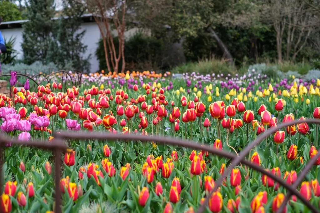 A field of yellow, red and purple tulips in a botanical garden with a white shed in the background.