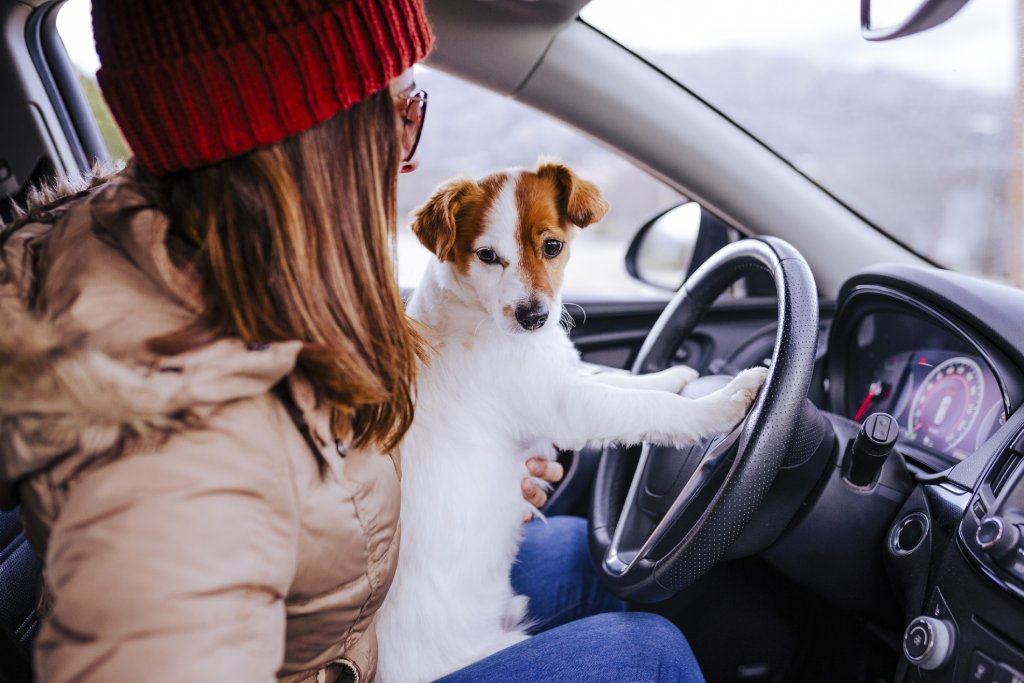 A brunette woman in red beanie is driving a car with a jack russell terrier on her lap. The dog is looking at the camera with his paws on the wheel.